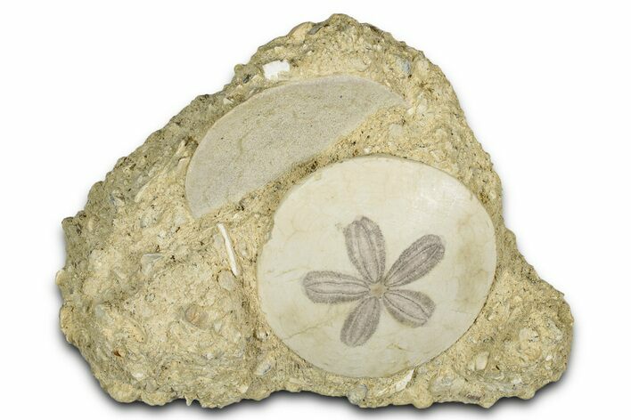 Two Fossil Sand Dollars (Scutella) - France #336747